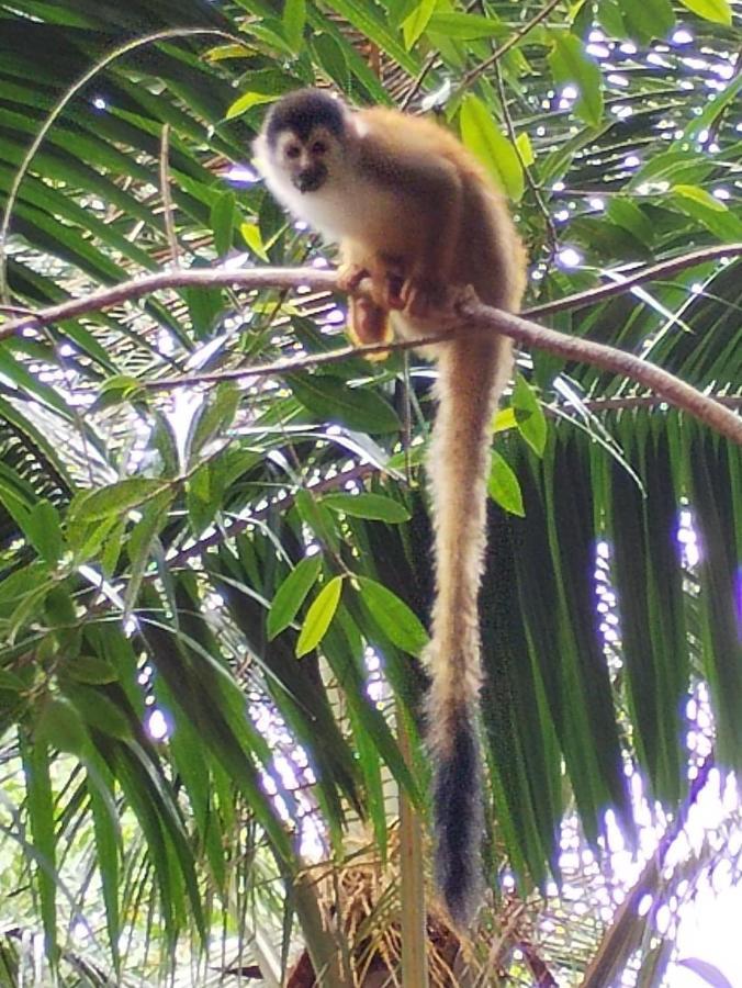 Сasa de vacaciones Happy Monkeys Puerto Jiménez