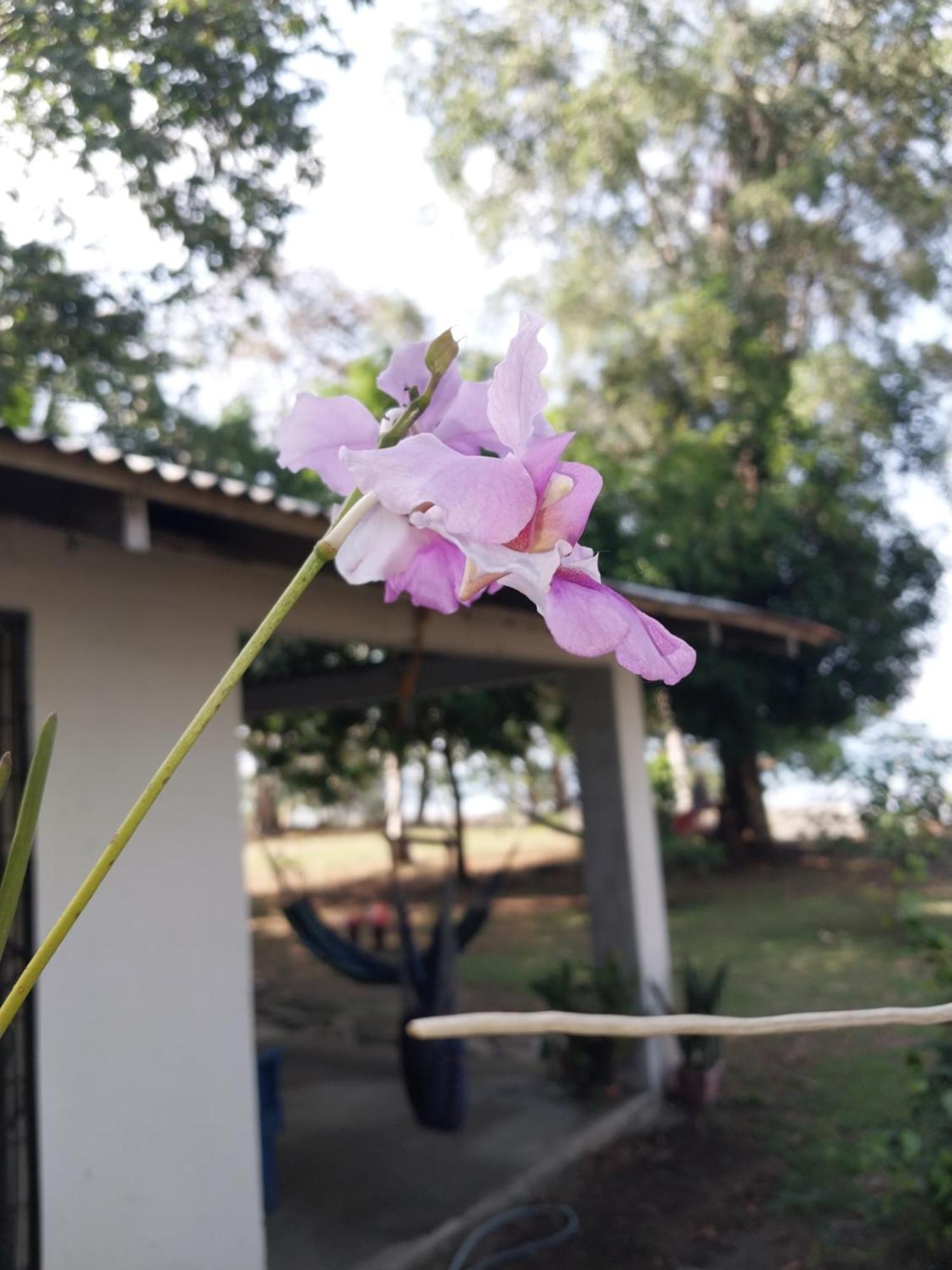 Happy Monkeys Holiday home Puerto Jimenez