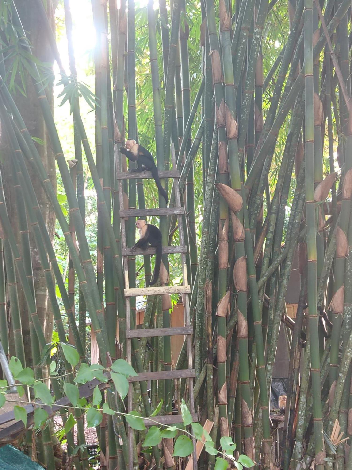 Happy Monkeys Ferienhaus *